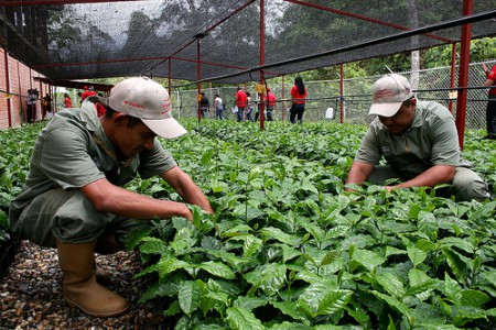 El cultivo ideal